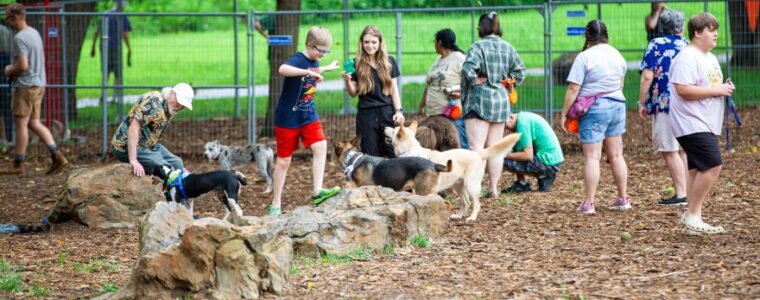 Dogs and their owners in a New Jersey dog park